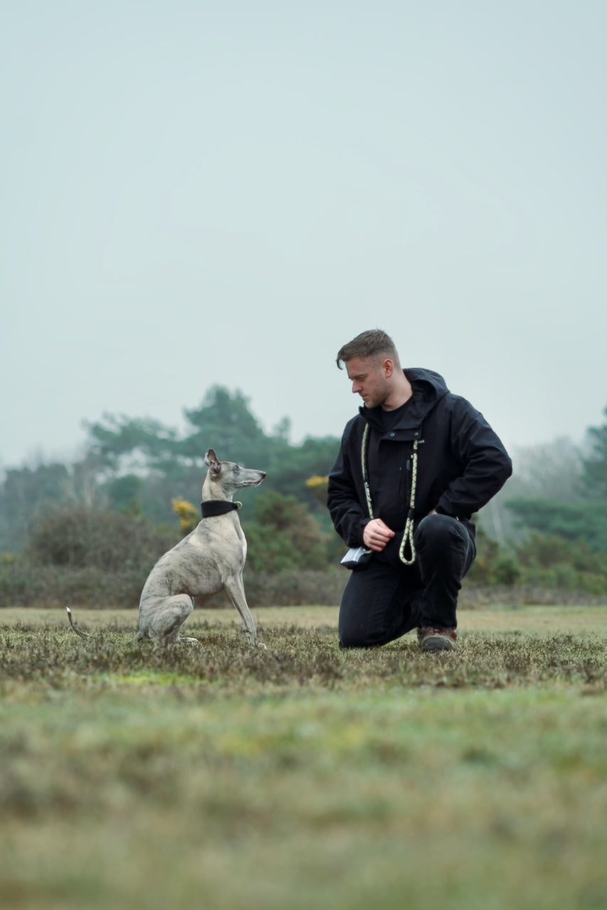 How To Train a Puppy to Sit (Step-by-Step Guide)